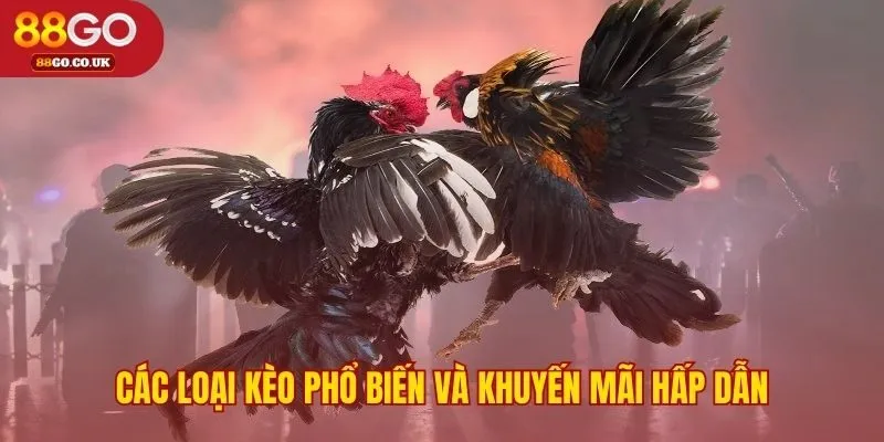 Các lựa chọn dự đoán chính Meron Wala và BDD