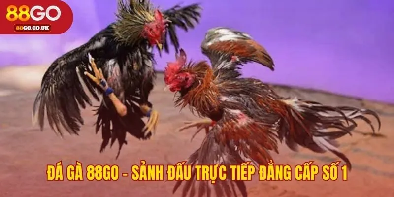 Nền tảng đá gà 88GO dẫn đầu nhờ công nghệ và đa dạng trận đấu