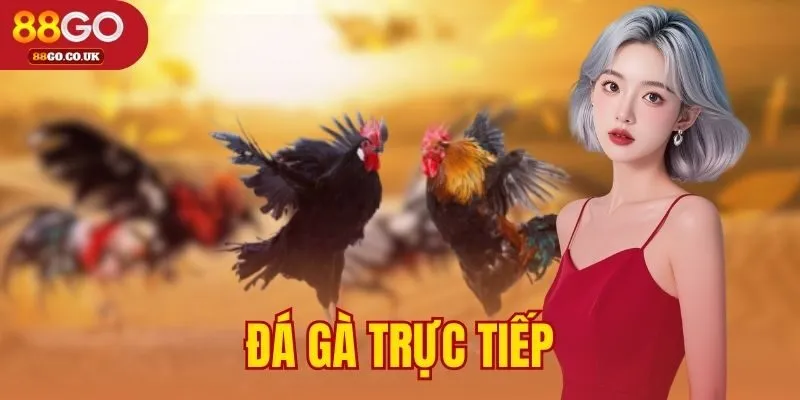 đá gà trực tiếp