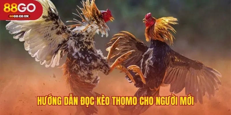 Phân biệt các loại kèo cơ bản khi xem đá gà trực tiếp