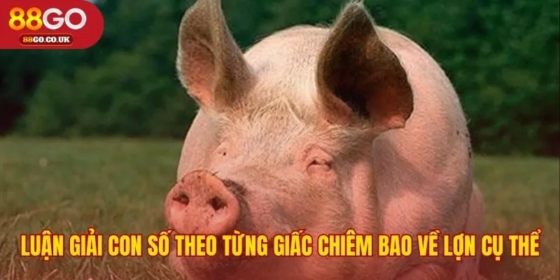 Chi tiết nhỏ khi nằm mơ thấy heo hé lộ con số tài lộc