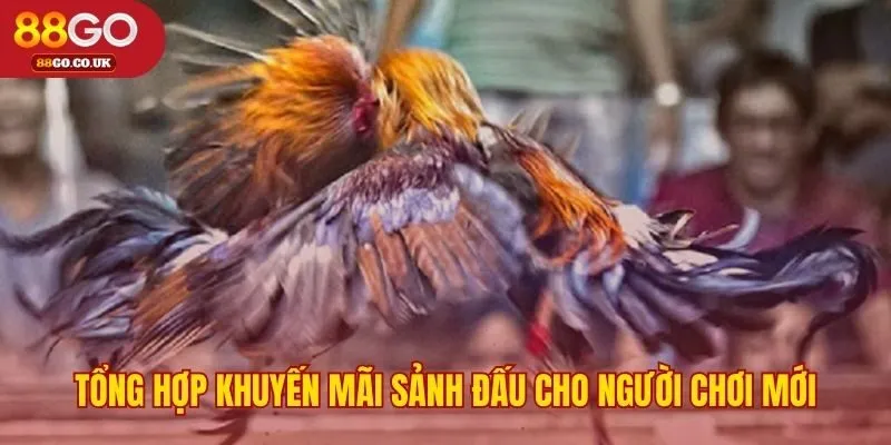 Các ưu đãi giá trị dành cho người chơi đá gà trực tiếp