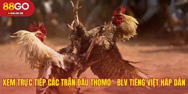 Chất lượng HD và BLV Tiếng Việt cho mỗi trận đá gà trực tiếp